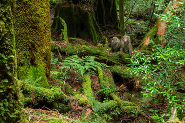 屋久島のヤクザル

