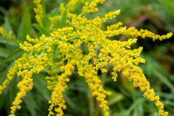 yellow flowers in the garden