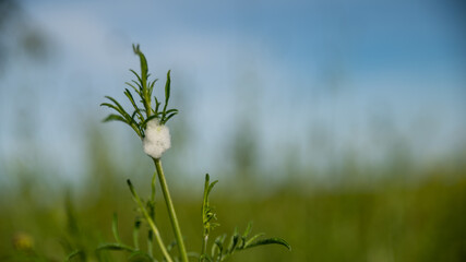 cuckoo spit, frothy substance secreted by a small insect to shelter its larvae, on a green plant in spring	