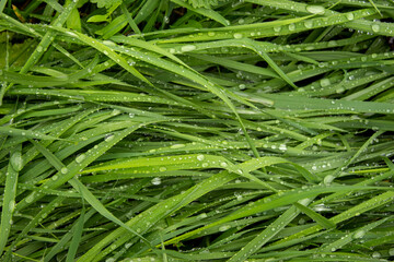 dew on the grass