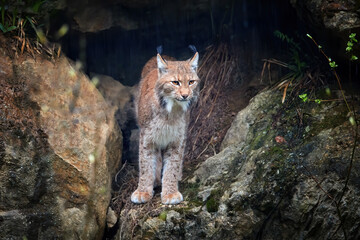Eurasian Lynx, Lynx lynx looking from rock cave while raining. Protected animal. Europe, Sumava mountains biotope.