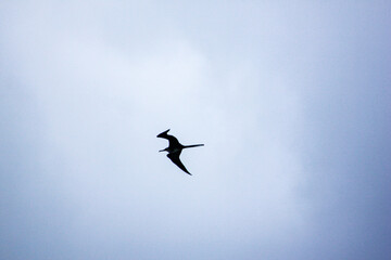 seagull in flight