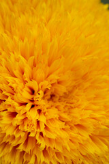 macro photography of yellow sunflower petals