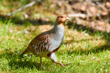 Grey partridge, Perdix perdix, close up gamebird on green meadow, looking at camera. Spring in East Europe.