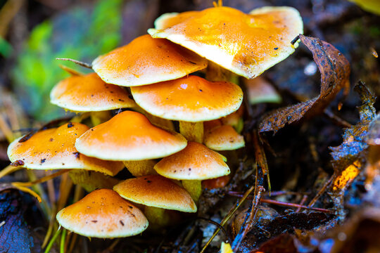 Lovely orange-brown caps of Flammulina velutipes continue fruiting through the winter. Commonly known as Velvet Shank, this is a stump-rotting fungus; it also occurs on standing dead wood.