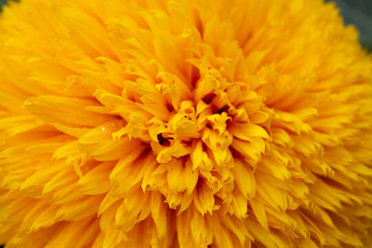 macro photography of yellow sunflower petals