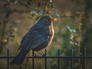 Amsel auf dem Gartenzaun