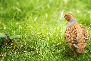 Grey partridge, Perdix perdix, close up gamebird on green meadow, looking at camera. Spring in East Europe.