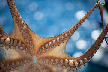 Close-up of an octopus hanging to dry from sun in picturesque fishing harbour and bay of Ammoudi...