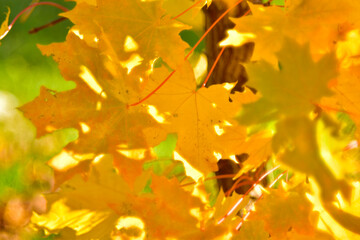 Yellow autumn maple leaves close up in the garden