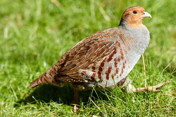 Grey partridge, Perdix perdix, close up gamebird on green meadow, looking at camera. Spring in East...