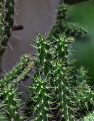 close up of a cactus plant