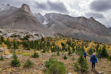 Larch trees in fall colours in the Canadian Rocky Mountains near Banff Alberta.