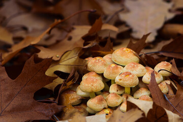 many mushrooms in autumn leaves