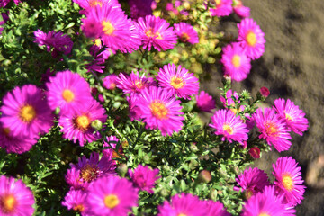 Autumn flowers of Aster September on a green Bush