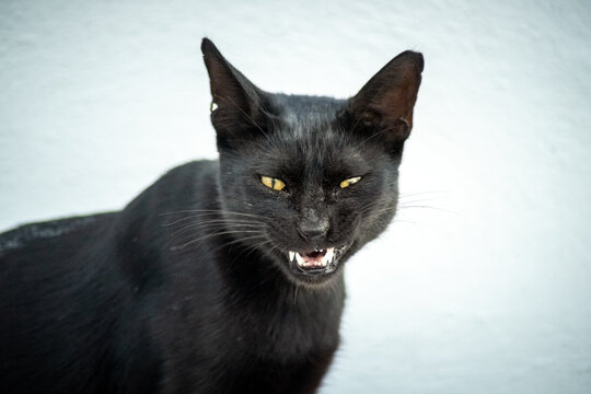 Close-up of a black cat with yellow eyes lying on a white background. it is angry and showing fangs