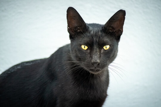 Close-up of a black cat with yellow eyes lying on a white background. it is looking at the camera