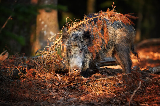 Wild Boar, Sus Scrofa, Close Up Wild Boar With Its Snout On The Ground Looking For Food In Colorful Autumn Spruce Forest, Staring Directly At Camera. East Europe.