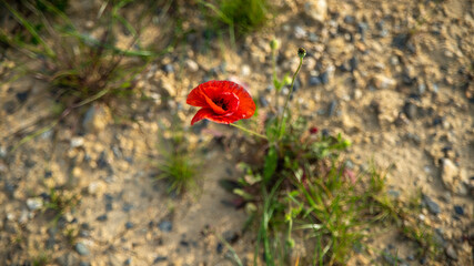 Lonely poppy, on earthy ground	