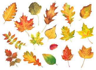 set of watercolor autumn leaves. colorful hand drawn leaves isolated on white