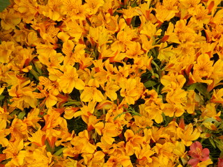 Mustered colour flowers 