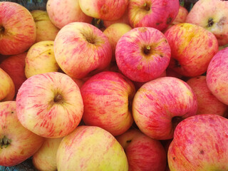 Fototapeta na wymiar Ripe fresh apples in a basket. Autumn farm harvest.