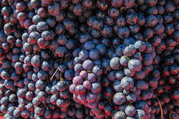 Bunch of black grapes , closeup view, natural daylight