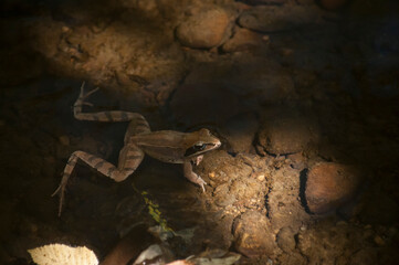 Little brown frog in calm pond water closeup