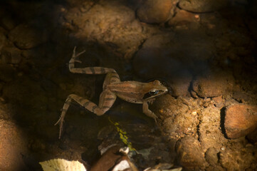 Little brown frog in calm pond water closeup