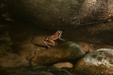 Little brown frog in calm pond water closeup