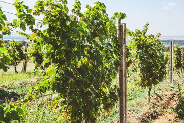 Fototapeta na wymiar Riesling grapes at vineyard, white wine grapes, viticulture,view on vineyard