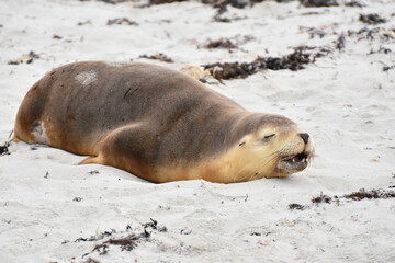Australian sea lion at Seal Bay in Kangaroo Island, Australia