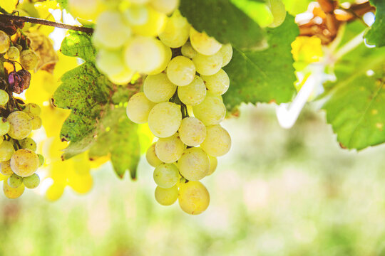 Ripe Riesling grapes at vineyard, white wine grapes, Riesling is an aromatic grape, summer daylight, closeup view