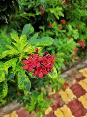Red ixora flower in the garden