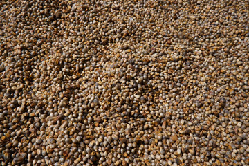 closeup shot of pearl millets collection in full frame photo