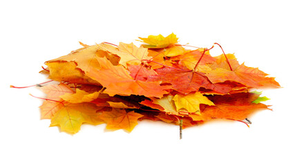 Heap of autumn multi-colored maple leaves isolated on white background. Pile of dry maple leaves....