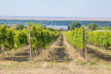 Fototapeta na wymiar Riesling grapes at vineyard, white wine grapes, viticulture,view on vineyard