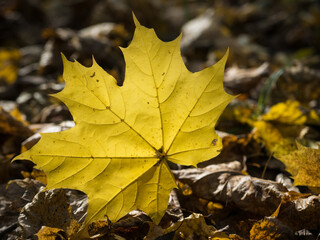 Yellow maple leaf lying on a forest footpath