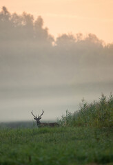 Red deer walking in forest on fog