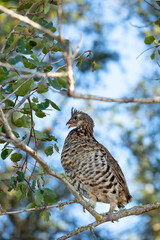 Partridges in a tree eating leave