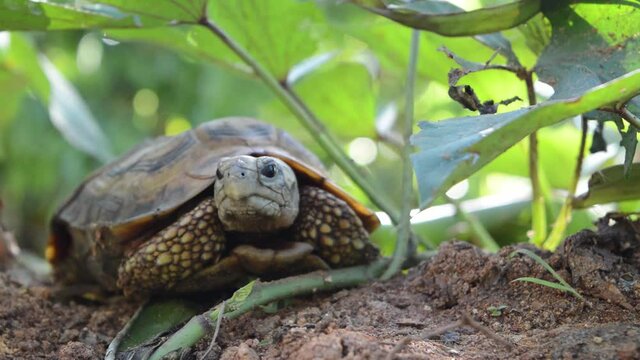 Small Young Tortoise out back