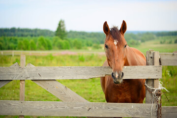 horse in a field