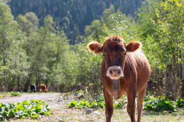 young red calf with a cowbell on a mountain pasture on a sunny day. Cows grazing outdoors