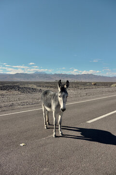 Donkey on the road, Atacama desert in Chile