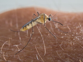 Mosquito about to puncture the skin of a man

