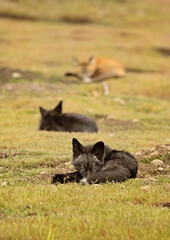 Baby foxes, kits, playing and learning from their parents as they lay around and relax on the San Juan Island, Washington State
