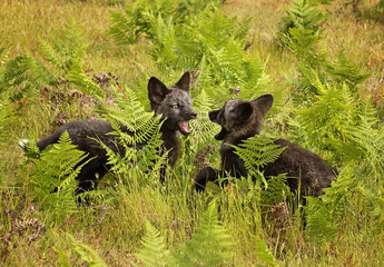 Baby foxes, kits, playing and learning from their parents as they lay around and relax on the San Juan Island, Washington State