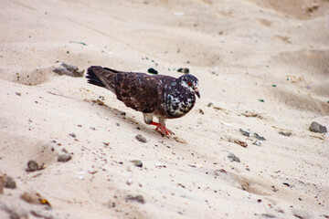 bird on the sand
