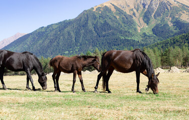 Obraz premium family of dark horses with foal grazing in a mountain pasture on a sunny day. Republic of Karachay-Cherkessia, Russia