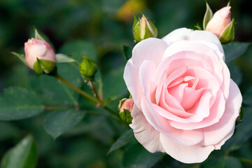 Pink rose in garden. Gardening. Pink rose. Flower in garden